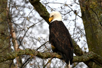 Bald Eagle EW14