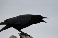 American Crow EW-6