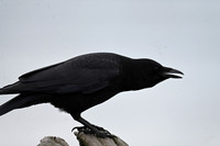 American Crow EW-5