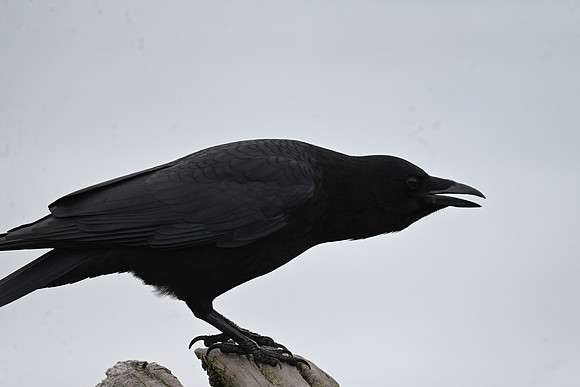 American Crow EW-5