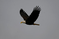 Bald Eagle EW44