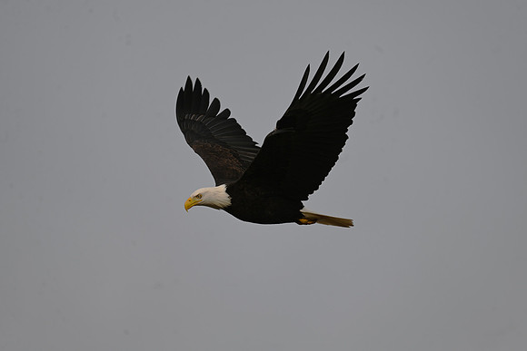 Bald Eagle EW44