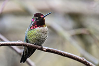 Anna's Hummingbird EW2