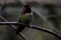 Anna's Hummingbird EW4