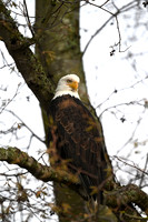 Bald eagle EW12