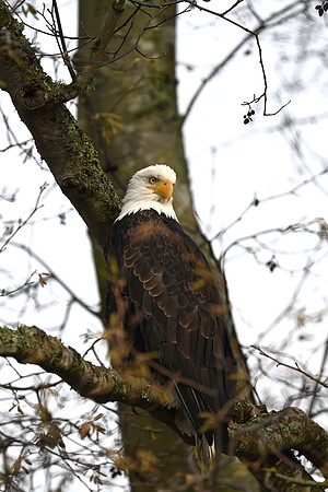 Bald eagle EW12