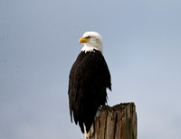 Bald Eagle EW17