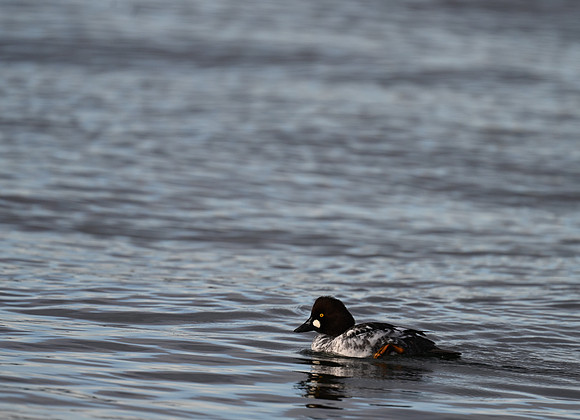 Common Goldeneye EW17