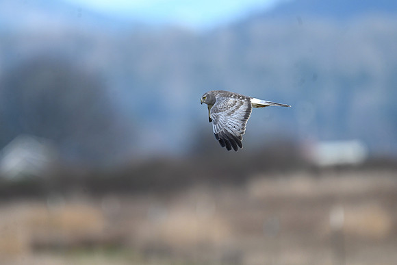 Ghost Harrier EW41