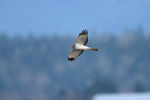 Ghost Harrier EW37