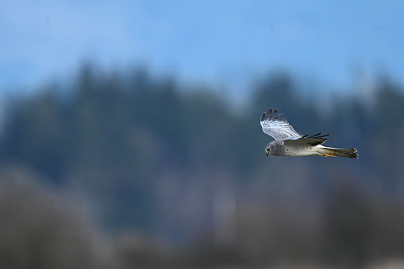 Ghost Harrier EW42