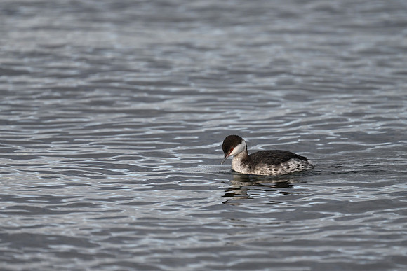 Horned Grebe EW67