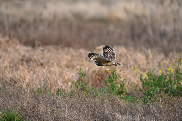 Short-eared Owl EW 43