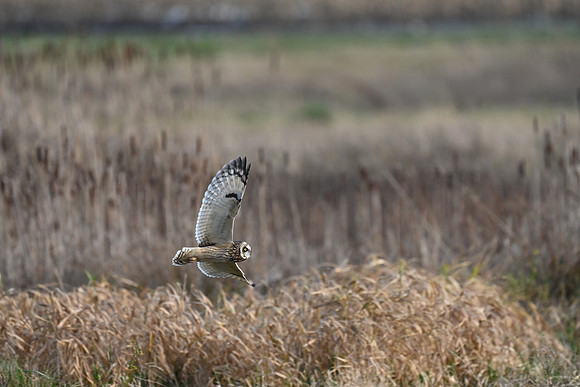 Short-eared Owl EW41