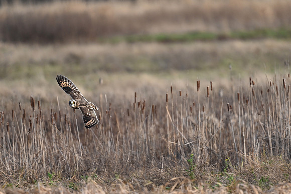Short-eared Owl EW46