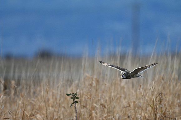Short-eared Owl EW69