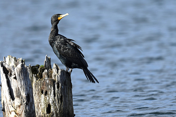 Double-crested Cormorant EW8