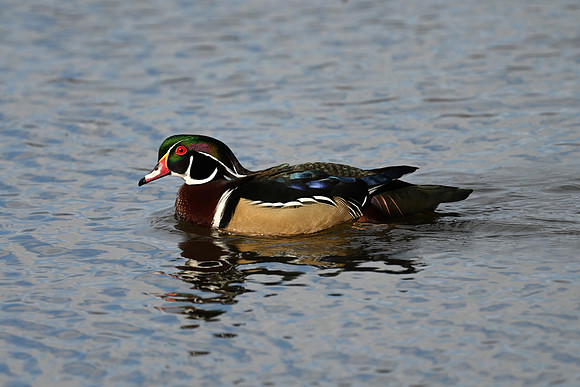Wood Duck EW2