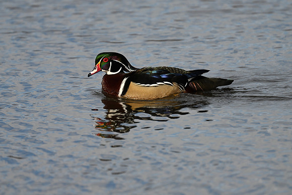Wood Duck 1