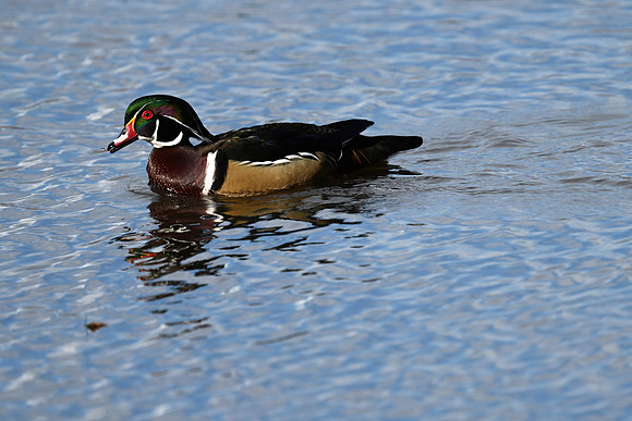 Wood Duck 4
