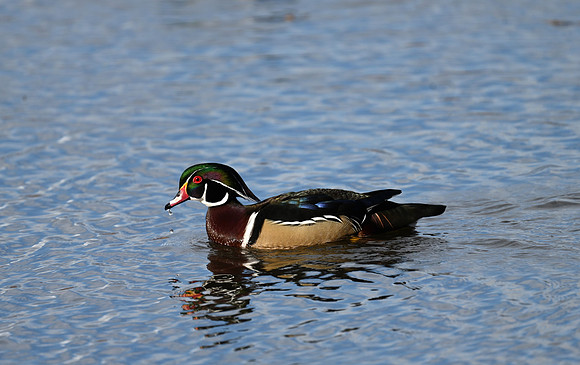 Wood Duck EW3