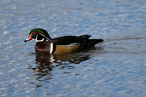 Wood Duck EW6