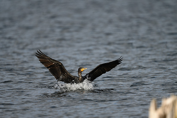 Double-crested Cormorant EW77