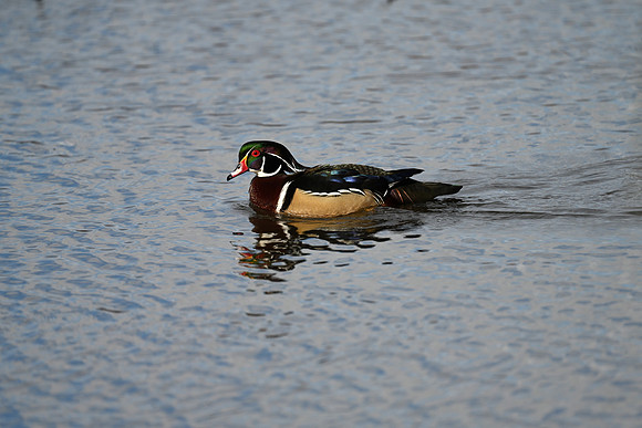 Wood Duck EW77