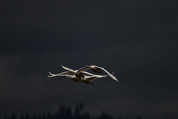 Tundra swans EW10