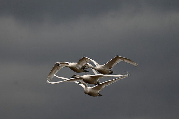 Tundra Swans EW11