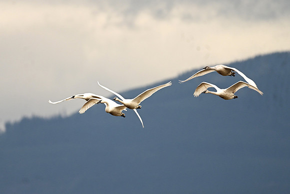 Tundra swans EW9