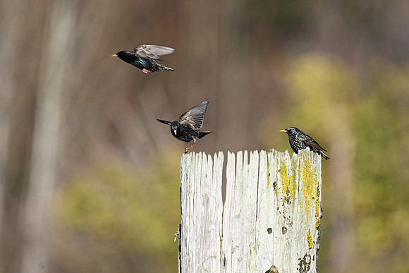 European Starlings