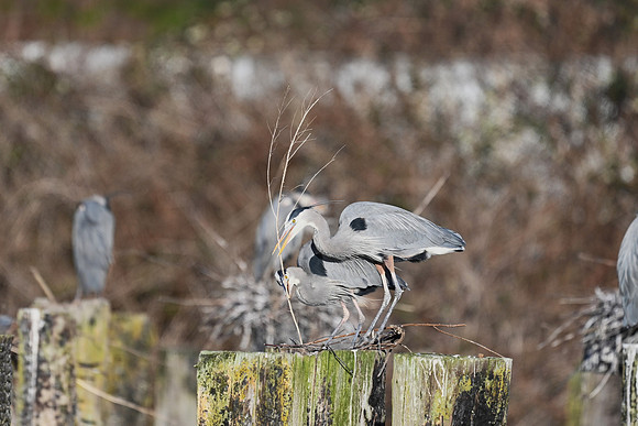 Nest Building 101