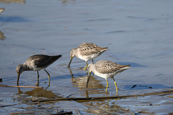 Long-billed Dowitcher EW4