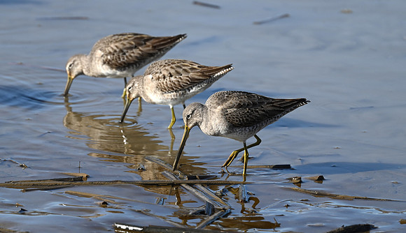 Long-billed Dowitcher EW3