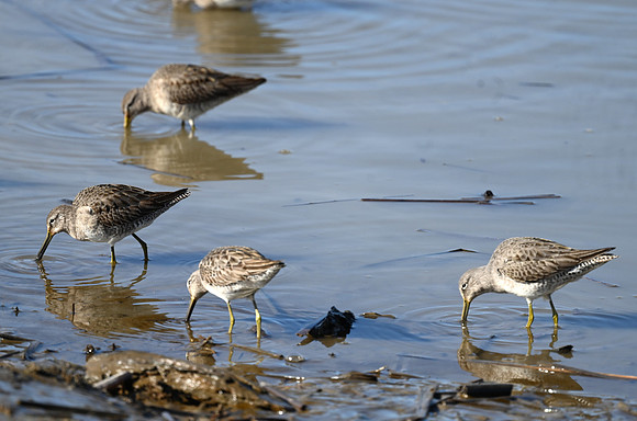 Long-billed Dowitcher EW5