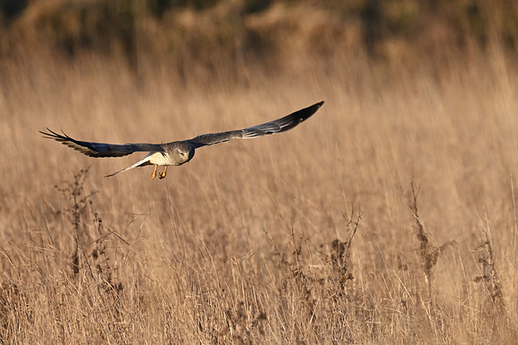 Northern Harrier - male EW6