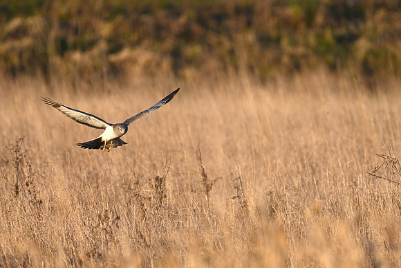 Northern Harrier - Male EW7