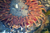 Stubby Rose Buried Anemone 6