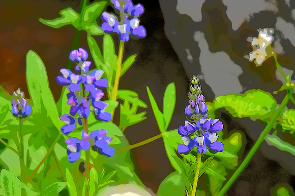 Lupine H