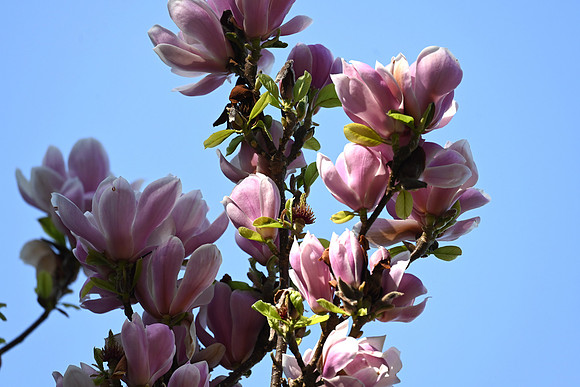 Tulip Tree