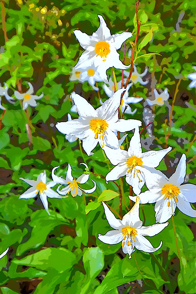Avalanche Lilies E
