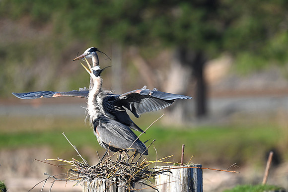 Nest Building Ritual