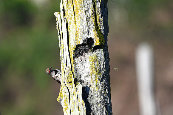 Northern Flicker 66