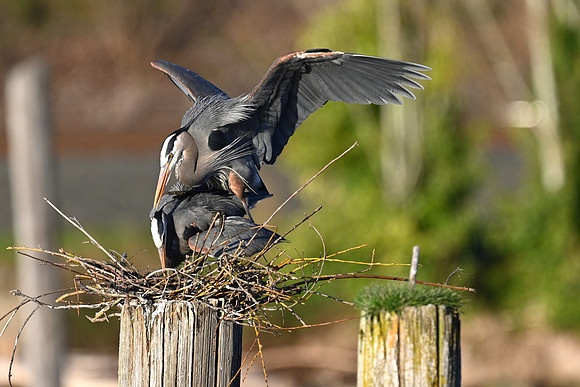 Mating Herons