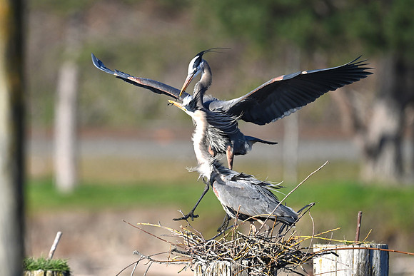 Nest Building Cooperation