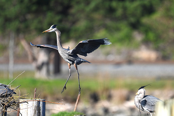 The Stick Dance