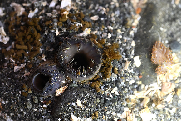 Geoduck siphon