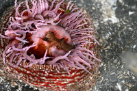 Columbia Sand Anemone