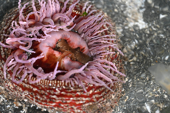 Columbia Sand Anemone